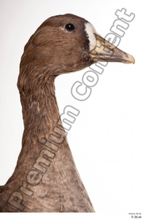 Greater white-fronted goose Anser albifrons head neck 0004.jpg